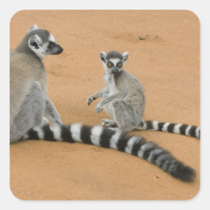 Ringelschwanzmakis, (Lemur catta), Berenty Quadratischer Aufkleber