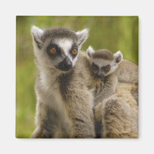 Ringelschwanzmakis (Lemur catta) Mutter & Baby. Magnet