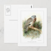 Ringeltaube Postkarte (Vorne/Hinten)