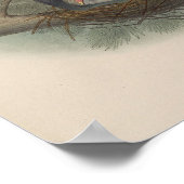 Ringeltaube von John Gould Druck Poster (Ecke)