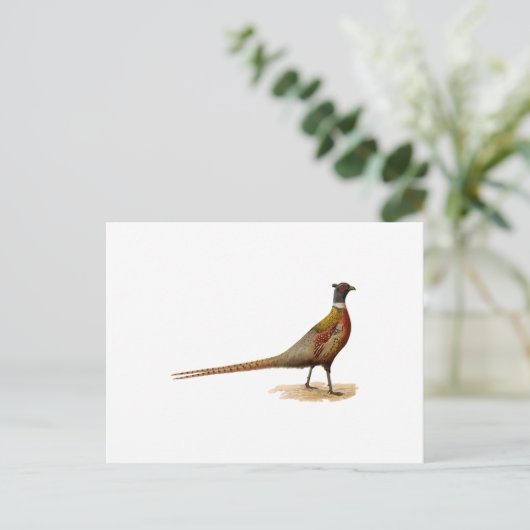 Ringhalsbläser Postkarte (Stehend Vorderseite)