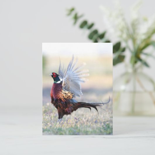 Ringhalsbläser Postkarte (Stehend Vorderseite)