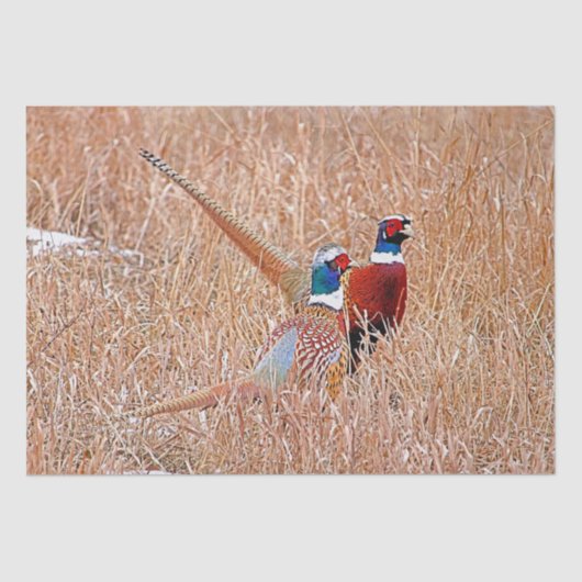 Ringhalsbläser Seidenpapier (Vorderseite)