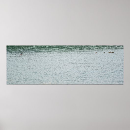 Ringhalsente Poster (Vorne)