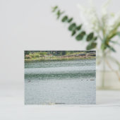Ringhalsente Postkarte (Stehend Vorderseite)