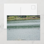 Ringhalsente Postkarte (Vorne/Hinten)