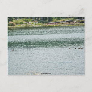Ringhalsente Postkarte