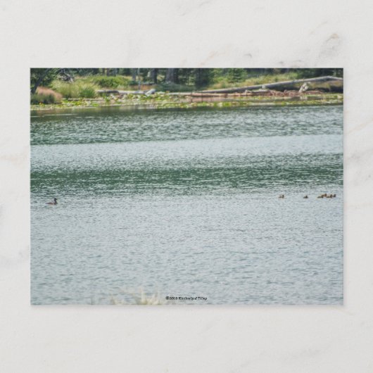 Ringhalsente Postkarte (Vorderseite)