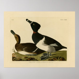 Ringhalsente von Audubons Vögeln Amerikas Poster