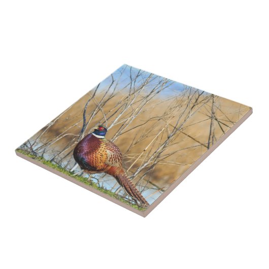 Ringhalshaltiger Pheasant-Untersetzer Fliese (Seite)