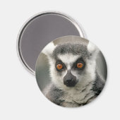 Ringlemur Magnet (Vorderseite/Rückseite)
