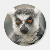 Ringlemur Magnet (Vorne)