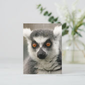 Ringlemur Postkarte (Stehend Vorderseite)