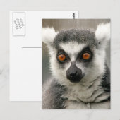 Ringlemur Postkarte (Vorne/Hinten)