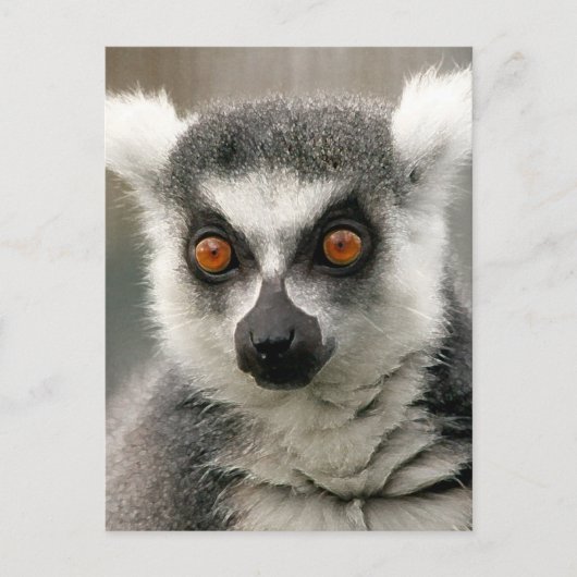 Ringlemur Postkarte (Vorderseite)