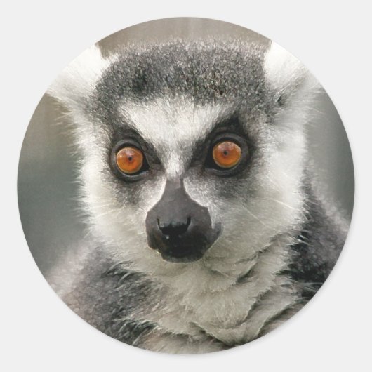 Ringlemur Runder Aufkleber (Vorderseite)