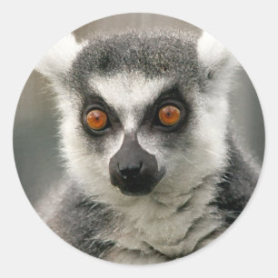 Ringlemur Runder Aufkleber