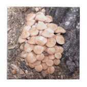 ringless Honigpilze Fliese (Vorderseite)