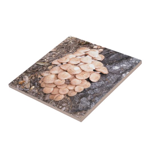 ringless Honigpilze Fliese (Seite)