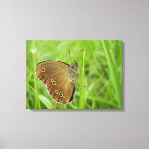 Ringlet Butterfly Canvas Print Leinwanddruck