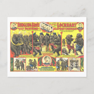 Ringling Bros. Elefant-Comedians-Circus-Anzeige Postkarte