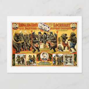 Ringling Bros Pachyderme 1899 Vintage-Elefanten Postkarte