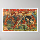 Ringling Brothers Barnum and Bailey Tigers Poster (Vorne)