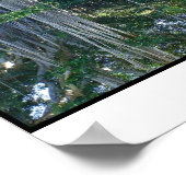 Ringling Museum Banyan Trees Poster (Ecke)