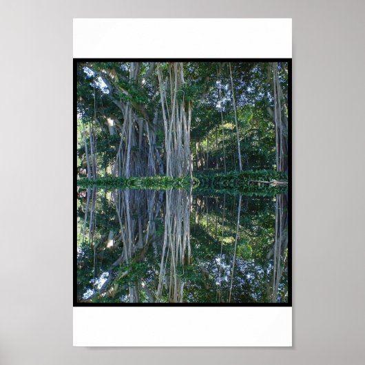 Ringling Museum Banyan Trees Poster (Vorne)