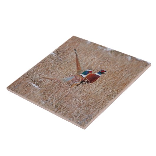 Ringneck Fasan-Fliese - großes 6" x 6" Fliese (Seite)