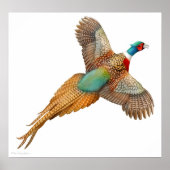 Ringneck Fasan in Flight Print Poster (Vorne)
