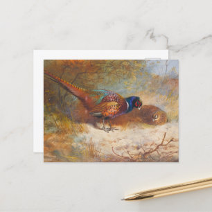 Ringneck-Fasane, Natur Postkarte