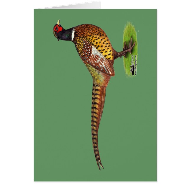 Ringneck Pheasant Rooster (Vorne)