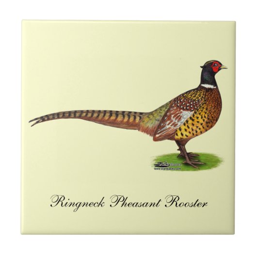 Ringneck Pheasant Rooster Fliese (Vorderseite)
