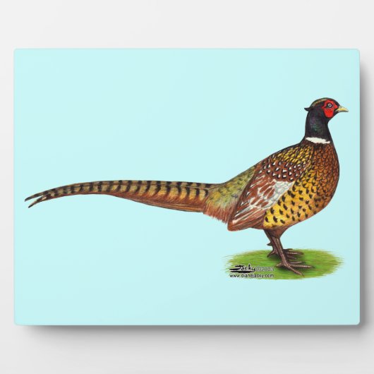 Ringneck Pheasant Rooster Fotoplatte (Vorderseite)