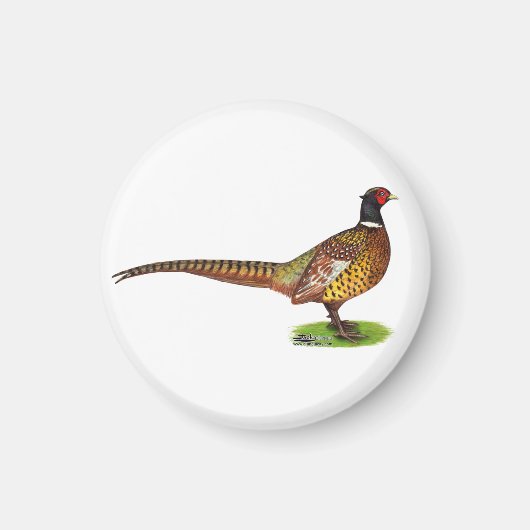 Ringneck Pheasant Rooster Magnet (Vorne)