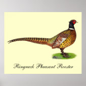 Ringneck Pheasant Rooster Poster (Vorne)