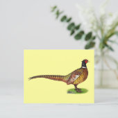 Ringneck Pheasant Rooster Postkarte (Stehend Vorderseite)