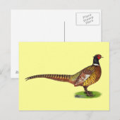 Ringneck Pheasant Rooster Postkarte (Vorne/Hinten)