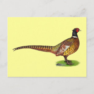 Ringneck Pheasant Rooster Postkarte
