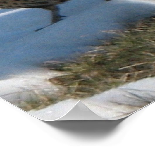 Ringneck Poster (Ecke)