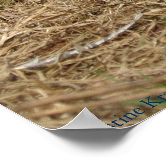 Ringneck Poster (Ecke)