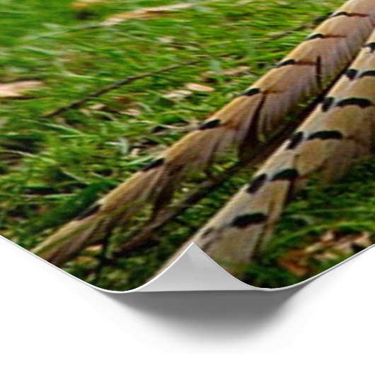 Ringneck Poster (Ecke)