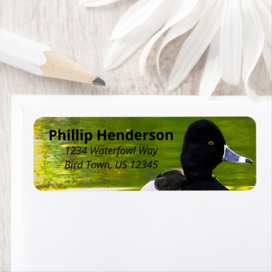 Ringnecked Encks Schwarz & Weiß Vögel Grünes Wasse (Insitu)