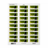 Ringnecked Encks Schwarz & Weiß Vögel Grünes Wasse (Vorne)