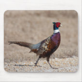 Ringneckenpfeffer Mousepad (Vorne)