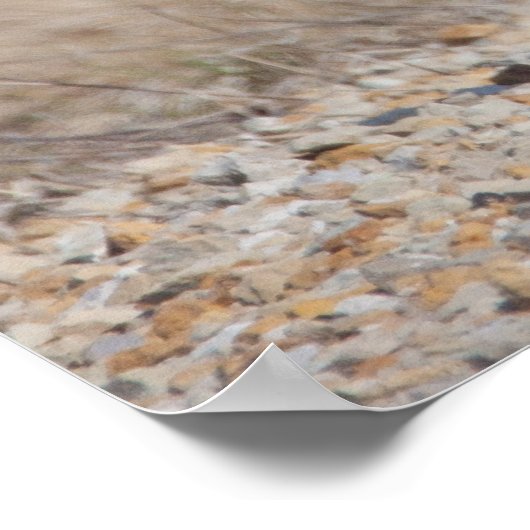 Ringneckenpfeffer Poster (Ecke)