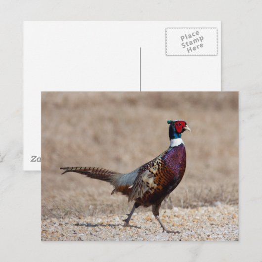 Ringneckenpfeffer Postkarte (Vorne/Hinten)