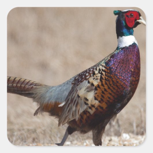 Ringneckenpfeffer Quadratischer Aufkleber (Vorderseite)