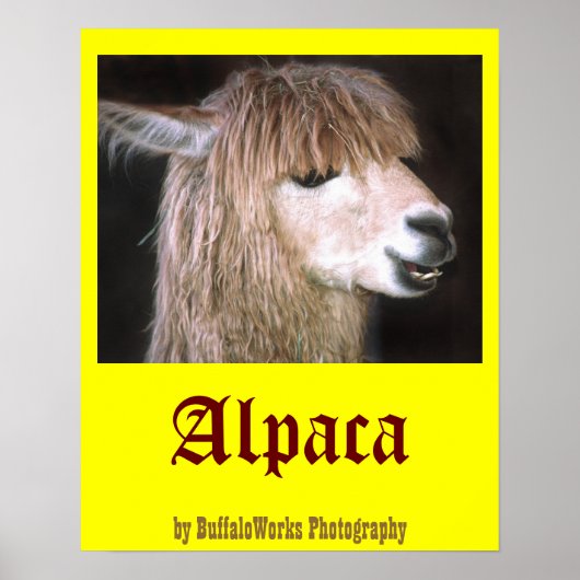 Ringo-Alpaca-Poster Poster (Vorne)